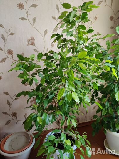 Фикус