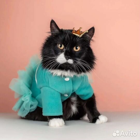 Сногсшибательная кошка в дар