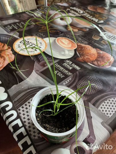 Циперус-папирус