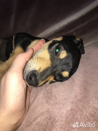 Собака в добрые руки