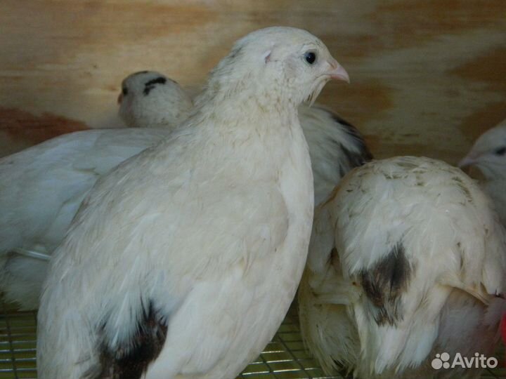 Икубационное яйцо