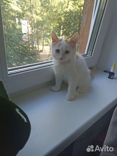 Котенок