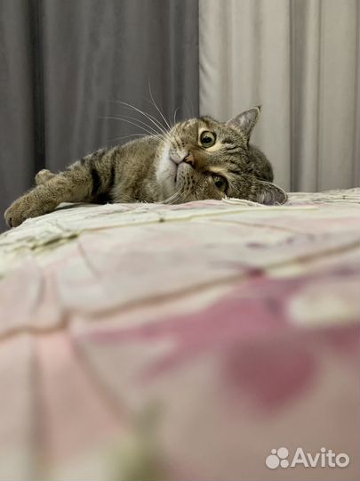 Кошки