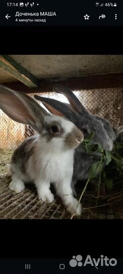 Крольчата 2-3 месяца