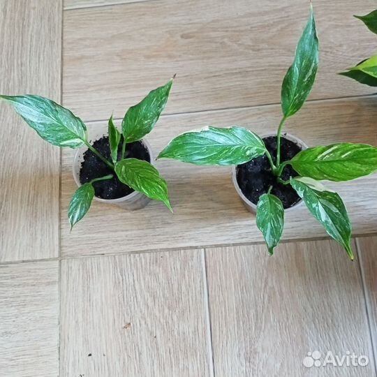 Спатифиллум Домино и другие цветы