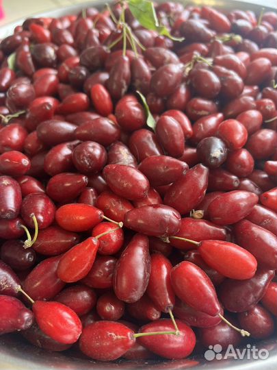 Садовый кизил