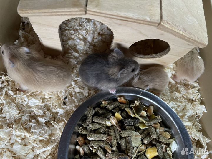 Джунгарский хомяк