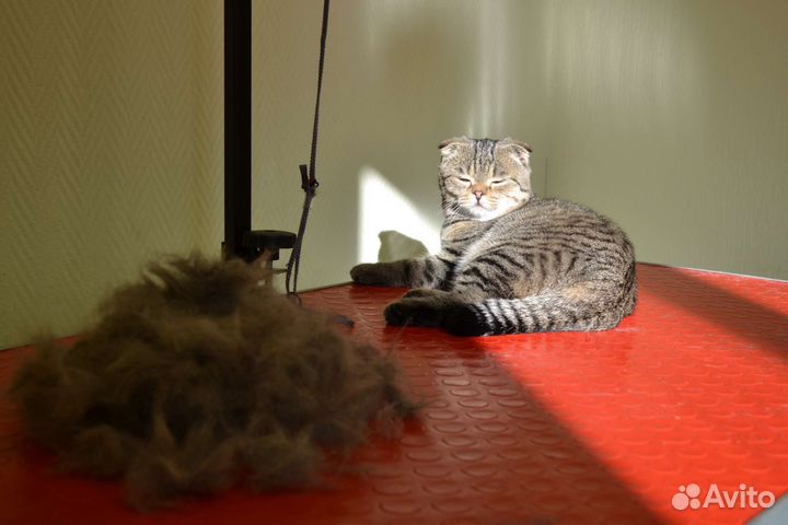 Груминг собак, стрижка собак, стрижка кошек,грумер