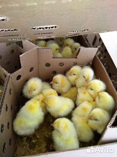 Бройлеры Кобб 500 суточные опт