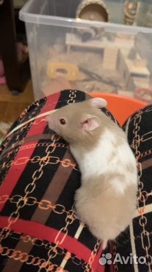 Малыши сирийского хомяка