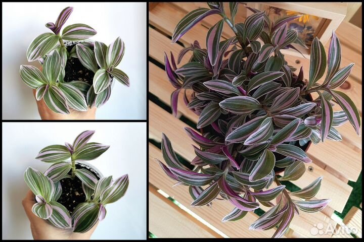 Традесканция Lilak mini