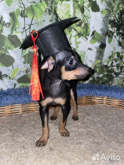 Русский той-терьер мальчик