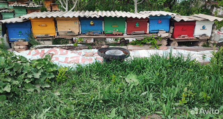 Ульи с пчелами