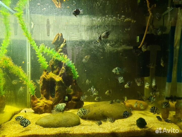 Гибрид попугай(экзот) с чернополосой цихлозомой ск