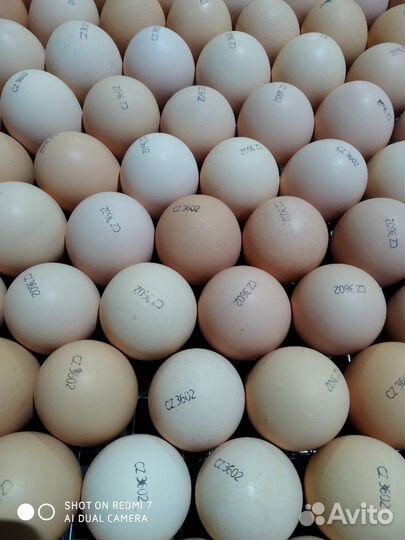 Инкубационное яйцо (импорт)