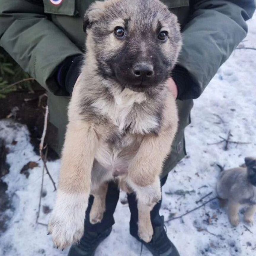 Щенки в добрые руки. Бесплатно