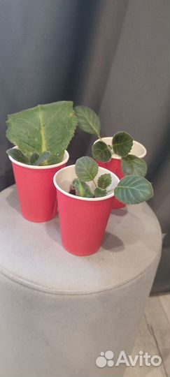 Детки сортовой глоксинии