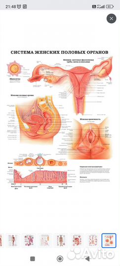 Атлас по анатомии