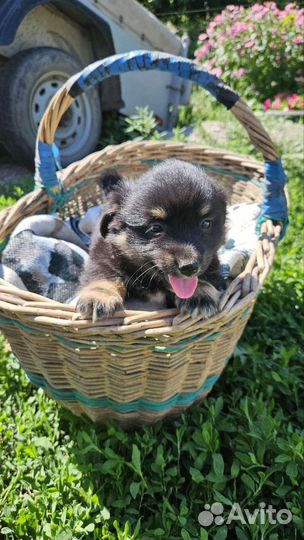 Щенки (будут размером с пикинеса)