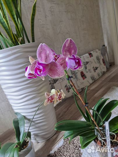 Орхидея пират пикоти бабочка