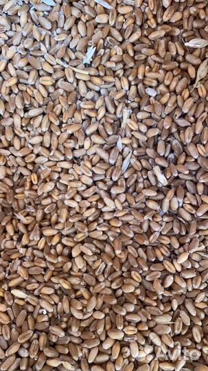 Пшеница опт и розница