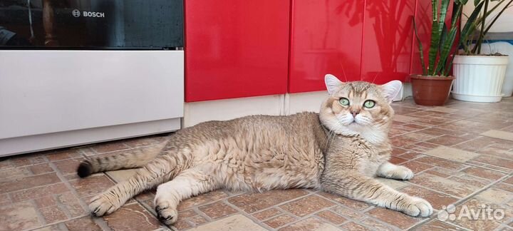 Золотой красавчик Тайсон.Вязка