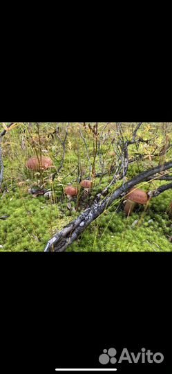 Охота на гуся,рыбалка, сплав, баня, отдых в тайге