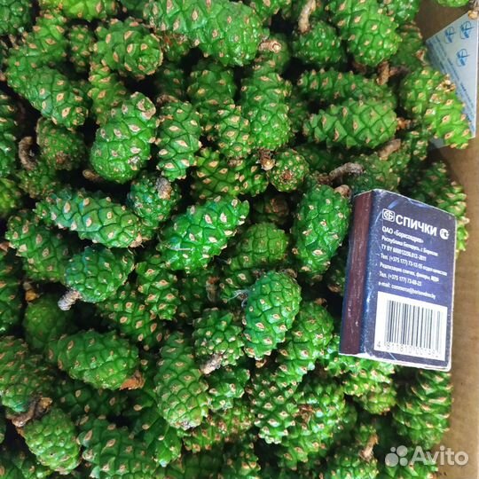 Шишка зеленая сосновая