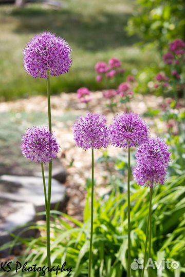 Лук аллиум крупные луковицы