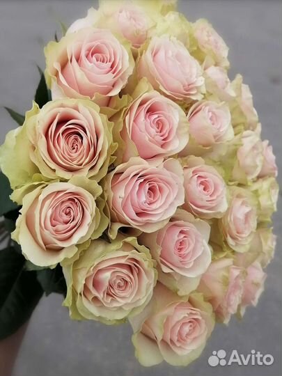 Розы эквадор