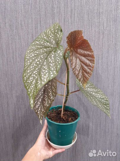 Растения по 50-150