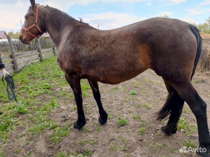 Продаю кобыл