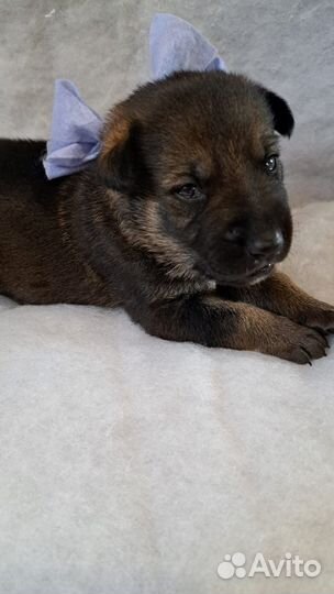 Щенки немецкой овчарки бронь
