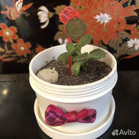 Толстянка/Спатифиллум