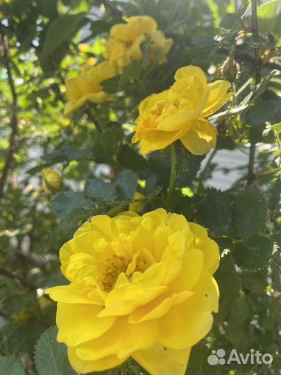 Роза кустовая, не укрывается, цветет в мае- июне