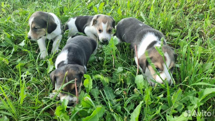 Щенки Русской пегой гончей