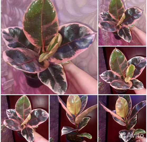 Комнатные растения в ассортименте