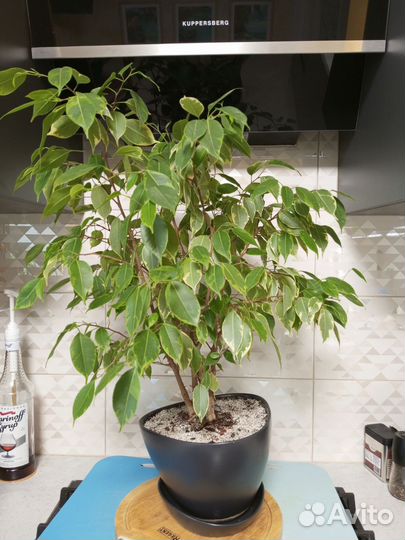 Фикус бенджамина