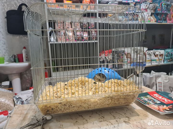 Хомяк с клеткой