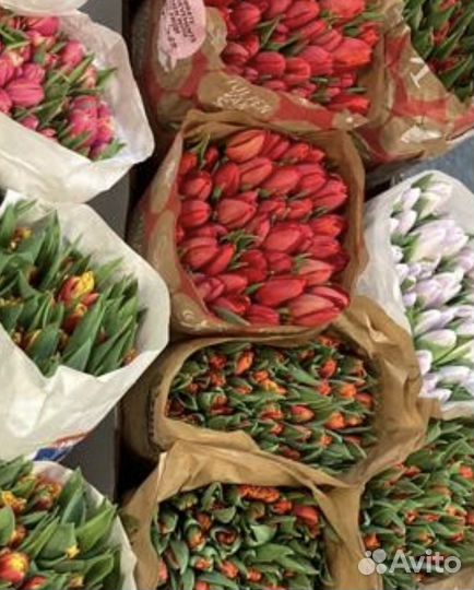 Тюльпаны голландские гладкие