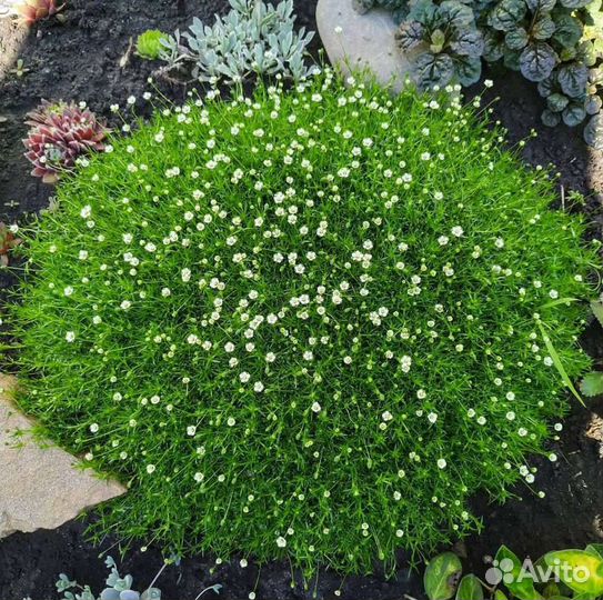 Садовые многолетники