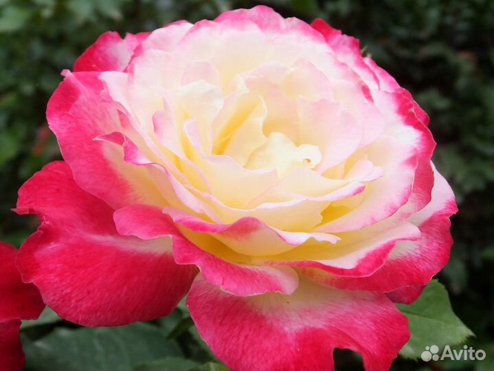 Продаю саженцы роз и плодовых деревьев