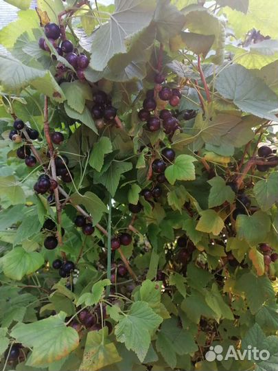 Бурая крупноплодная смородина Приморский чемпион