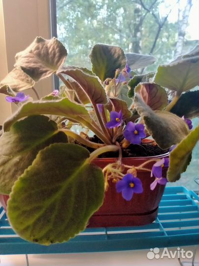 Фиалка в горшках
