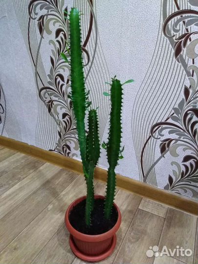 Кактус Молочай