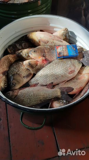 Карась живой