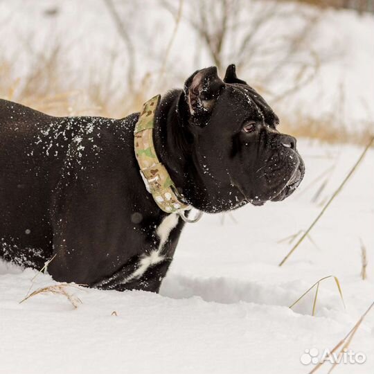Кане Корсо вязка