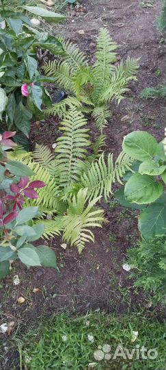 Папоротник