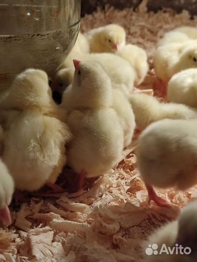 Цыплята бройлеры, несушки,петушки,утята,гусята