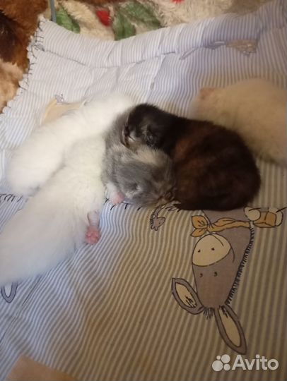 Котята Экзоты, под бронь